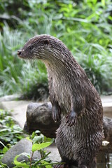 ユーラシアカワウソ