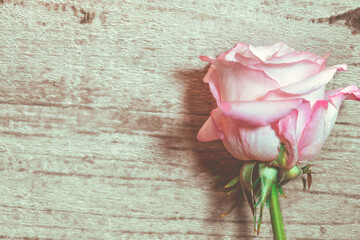 Einzelne Rose in pink weiß vor Holz Platz für Text