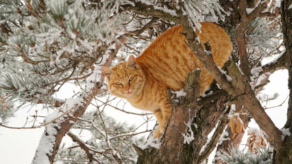 The yellow cat that climbed up the pine tree on a snowy day