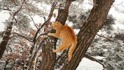 A yellow cat on the tree.