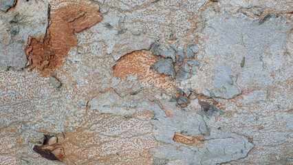 tree bark texture, pattern of natural tree bark background. Rough surface of trunk