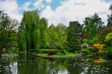 ogród japoński latem, wierzba i klon palmowy nad wodą, Salix × sepulcralis and Acer palmatum