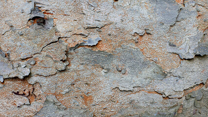 tree bark texture, pattern of natural tree bark background. Rough surface of trunk