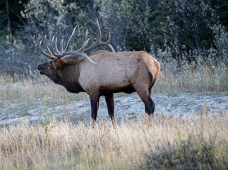 Bull Elk (Wapiti), (Cervus canadensis) guarding his harem of cows, Bow River, Canmore, Alberta, Canada,