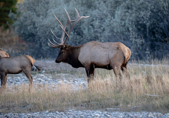 Obraz premium Bull Elk (Wapiti), (Cervus canadensis) guarding his harem of cows, Bow River, Canmore, Alberta, Canada,