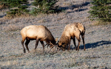 Two young Bull Elk (Wapiti), (Cervus canadensis)battling for dominance on a fall morning, Minnewanka loop, Banff National Park, Alberta, Canada,