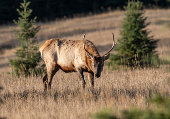 Young Bull Elk (Wapiti), (Cervus canadensis) standing in meadow Minnewanka loop, Banff National Park, Alberta, Canada