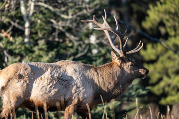 Bull Elk (Wapiti), (Cervus canadensis)Minnewanka loop, Banff National Park, Alberta, Canada