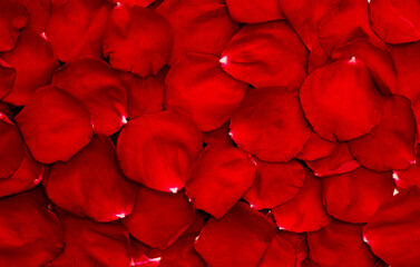 Floral background of red petals of roses flowers