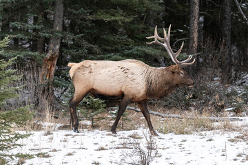 Bull Elk (Wapiti), (Cervus canadensis) Minnewanka loop, Banff National Park, Alberta, Canada