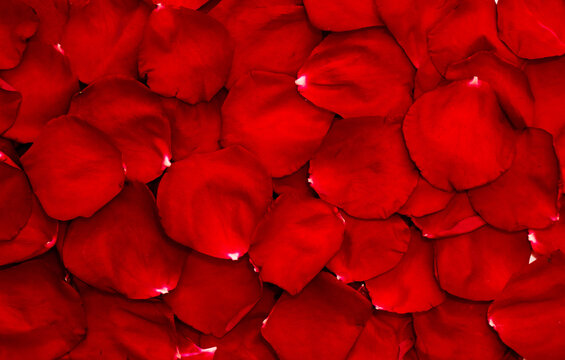Floral background of red petals of roses flowers