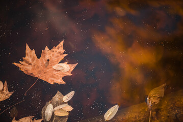 Brown leaves floating on a water pond