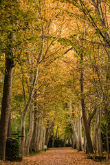 Fototapeta premium Beautiful autumn forest trees with yellow leaves