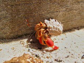orange hermit crab walking on the sand