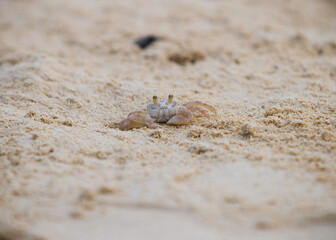 sand crab