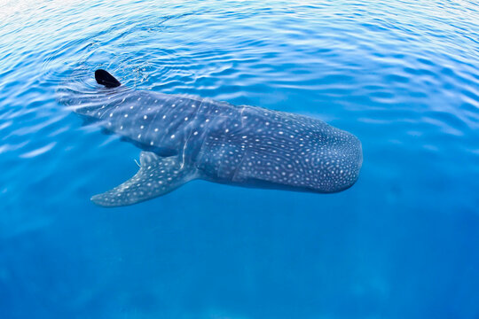 whale shark taken a few meters away