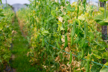 Closeup of ripe pods on pea plants growing on farm field. Cultivation of organic legumes