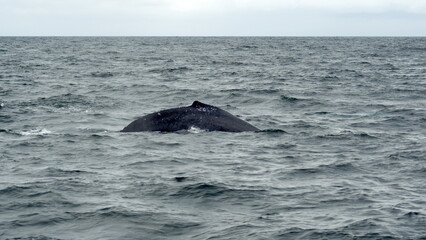 Dorsal fin of a humpback whale in Machalilla National Park, off the coast of Puerto Lopez, Ecuador
