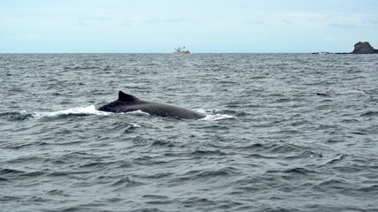 Fototapeta premium Dorsal fin of a humpback whale in Machalilla National Park, off the coast of Puerto Lopez, Ecuador