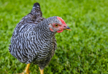 Free range chicken farm, single hen on a grass