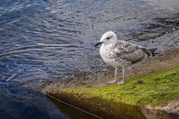 Sea gull in port on the Old Town of Nesebar city in Bulgaria