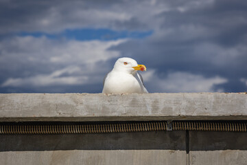 Portrait of a gull in Old Town of Nesebar city in Bulgaria