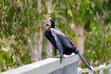 Oriental darter sitting on a fence near lake