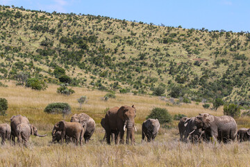 Fototapeta premium African Bush Elephant, Pilanesberg National Park