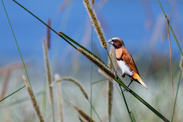 Chestnut breasted Mannikin sitting on a reed