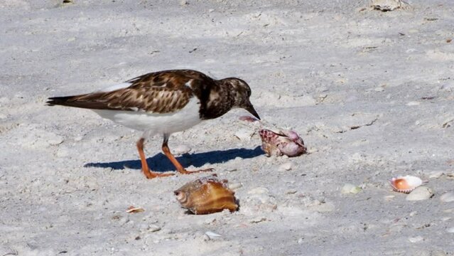 Ruddy Turnstone (Arenaria interpres) eating a clam on a sandy beach on the Gulf of Mexico at St. Pete Beach, Florida