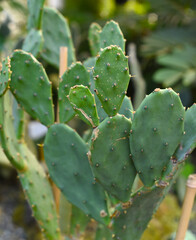 Small growing cactus Opuntia sp. close up