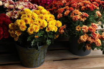 Beautiful different color Chrysanthemum flowers in pots on wooden pallet