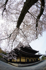 Cherry blossom in full bloom against a background of Nanzenji temple