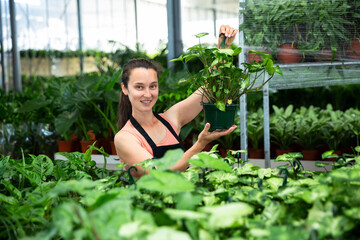 Portrait of smiling girl florist demonstrating dieffenbachia in pot at greenhouse store