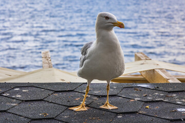 Gull in Old Town of Nesebar city located on Black Sea shore in Bulgaria