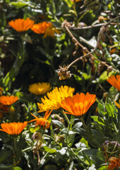Close up to beautiful yellow margaritas flowers with unfocused background,