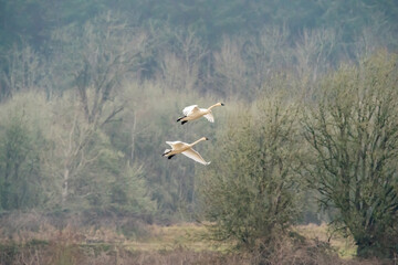 Fototapeta premium Flying Swans in Ridgefield National Wildlife Refuge, Washington State