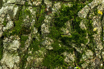 Green moss on tree trunk