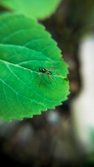 Macro shot of green mosquito