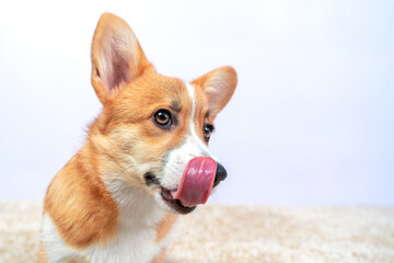 Portrait of funny Welsh corgi Pembroke or cardigan puppy licking its lips after eating, impatiently waiting for feeding or seeing a delicious treat, wide-angle, front view, copy space