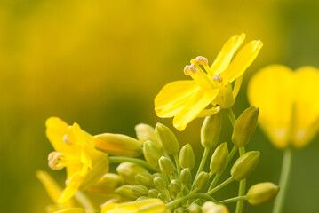 Fototapeta premium 菜の花