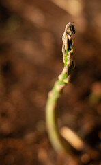 Obraz premium Beetle on Asparagus