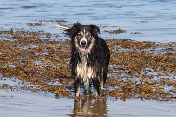 Collie dog at the beach in Wales