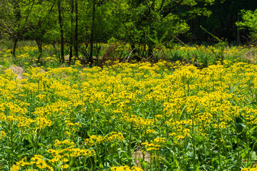 滋賀県余呉湖のサワオグルマ