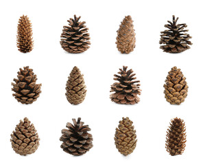 Set with beautiful pine cones on white background