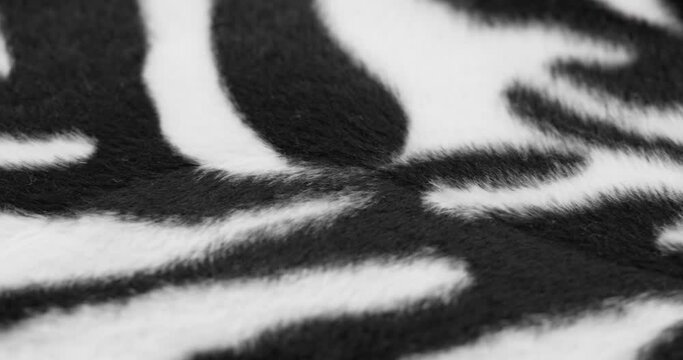 Zebra fur fabric close-up. Animal print black and white background, striped wool textile. Handmade, fashion design and tailoring concept.