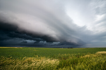 A shelf cloud approaches at the leading edge of a storm over a farm field.