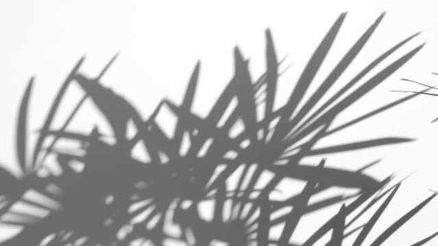 motion of shadow palm leaf in the wind blowing overlay on white wall background, concepts summer