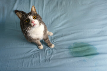 Cat sitting near wet or piss spot on the bed. Cat peeing or urinating on bed at home. Bad cat...