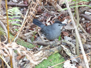 Catbird on a branch